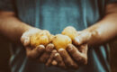 5 raisons de lancer une entreprise de commercialisation de fruits et légumes bio