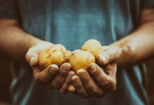 5 raisons de lancer une entreprise de commercialisation de fruits et légumes bio