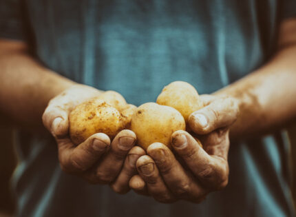 5 raisons de lancer une entreprise de commercialisation de fruits et légumes bio
