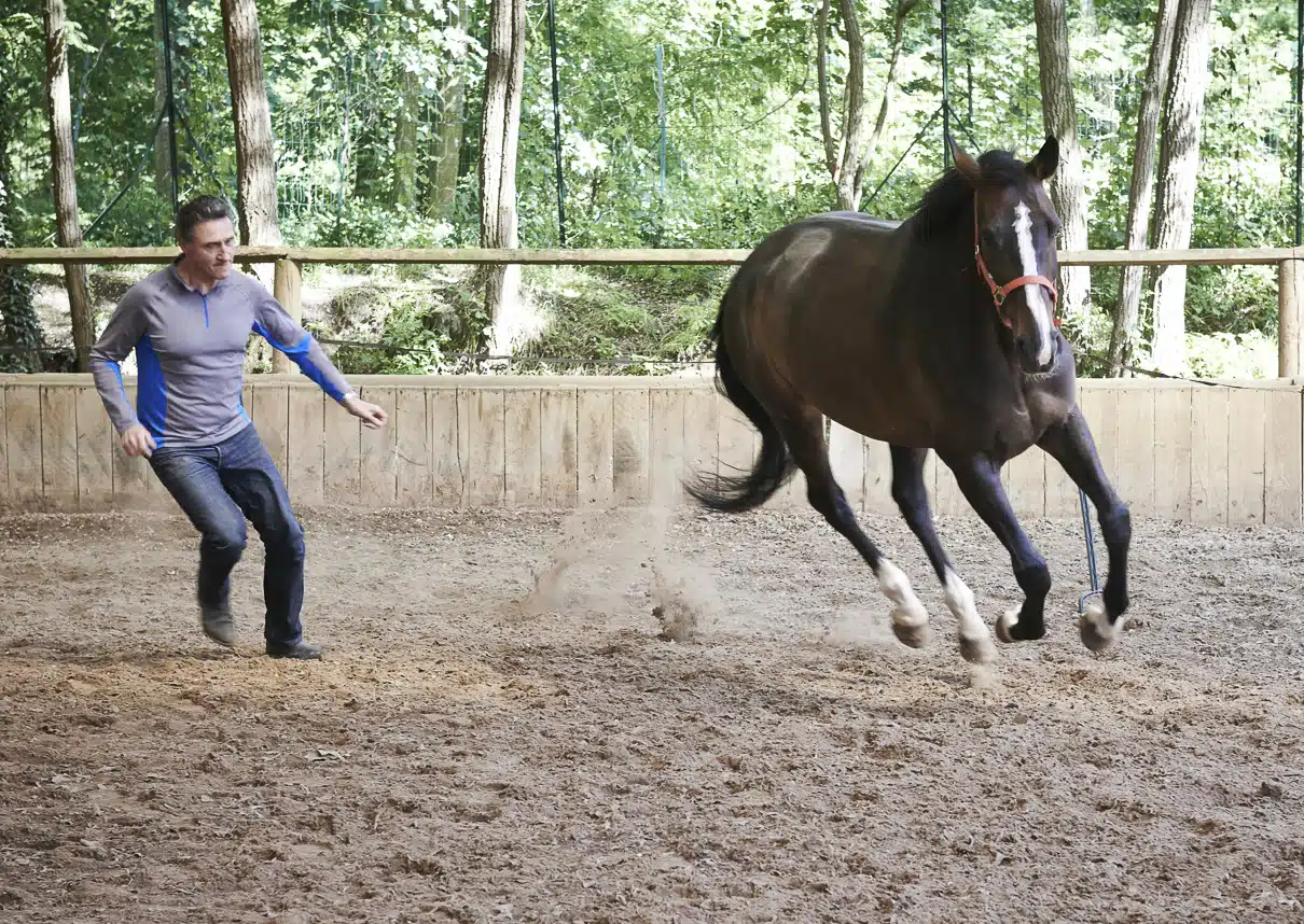 Equicoaching qu'est-ce que c'est et à quoi ça sert