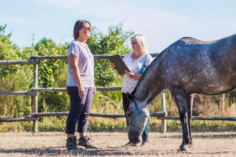 Equicoaching : qu’est-ce que c’est et à quoi ça sert